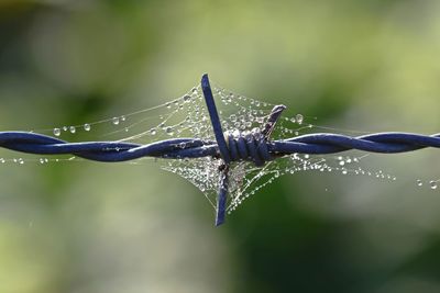 Close-up of water drops on plant