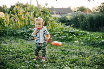 A little boy is playing in the garden against the background of pumpkin beds