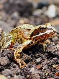 Close-up of frog on rock