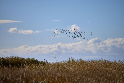 Flock of birds flying in the sky