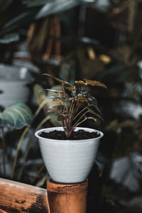 Selective focused portrait of a white potted plant on a bamboo surface 