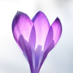 Close-up of pink crocus against white background
