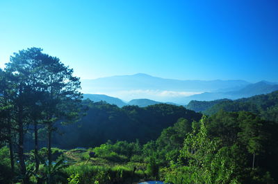 Scenic view of forest against clear sky