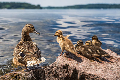 Flock of birds on rock at lakeshore