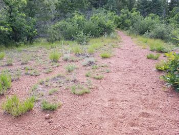 Plants growing on field