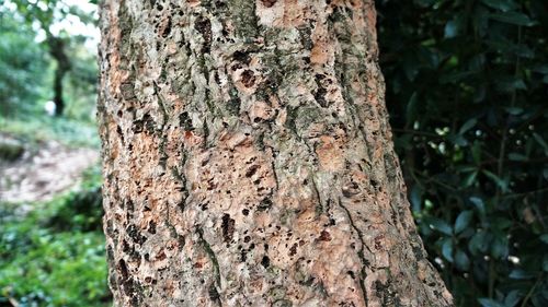 Close-up of tree trunk