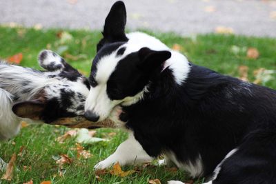 Pembroke welsh corgi 