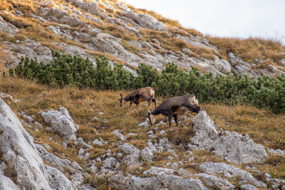 View of sheep on rock