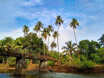 Scenic view of palm trees against sky