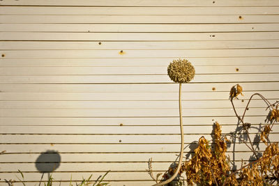 Plants growing by wall