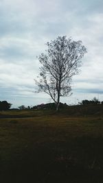 Tree on landscape against sky