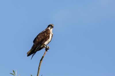 Low angle view of osprey perching on tree against clear sky