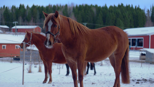 Horse standing on snow covered field