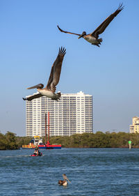 Brown pelican pelecanus occidentalis flies over the ocean at delnor-wiggins pass state park