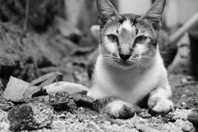 Close-up portrait of cat looking at camera