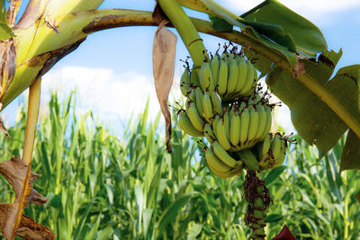 Banana on tree in field with the sunlight at sky.