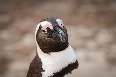 African penguins at seaforth beach colony in cape town, south africa