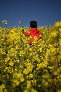 Rear view of person with yellow flowers in field