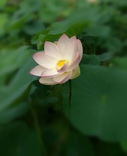 Close-up of pink lotus water lily blooming outdoors