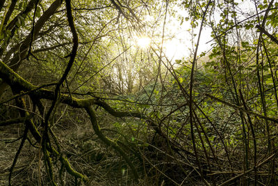 Scenic view of trees in forest against sky