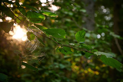 Close-up of wet leaves on tree