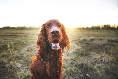 Portrait of dog on field