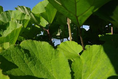 Close-up of leaves against blurred background