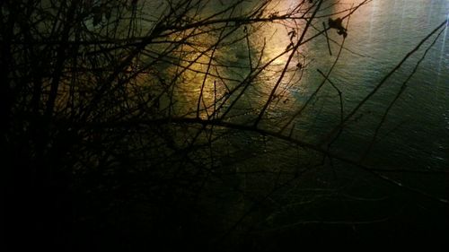 Bare trees in water at sunset