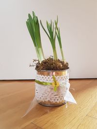 Close-up of potted plant on table against wall