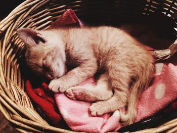 Close-up of a cat sleeping