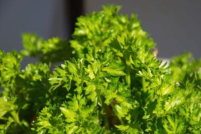 Close-up of fresh green plants