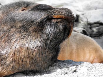 Close-up of seal relaxing on field