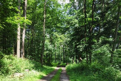 Footpath amidst trees in forest