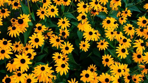 High angle view of black-eyed susan flowers blooming outdoors