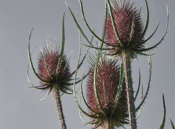 Close-up of thistle against sky