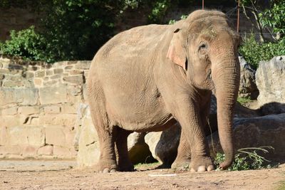 Elephant in a zoo