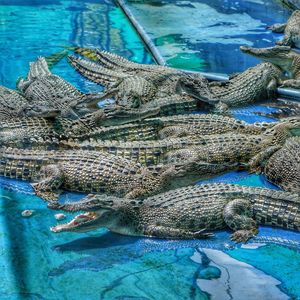 Close-up of crocodile in water