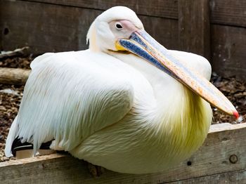 Close-up of pelican on wood