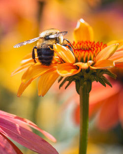 Close-up of bee pollinating on yellow flower