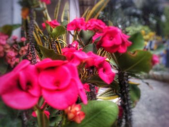 Close-up of pink flowers