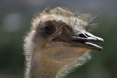 Close-up of eagle outdoors