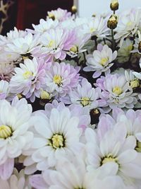 Close-up of white flowers