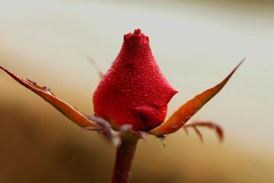 Close-up of red rose flower