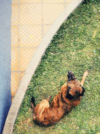 High angle view of dog relaxing on grass