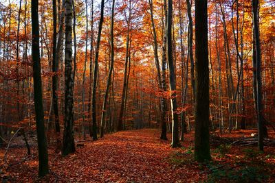 Trees in forest during autumn
