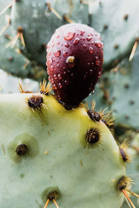 Close-up of succulent plant