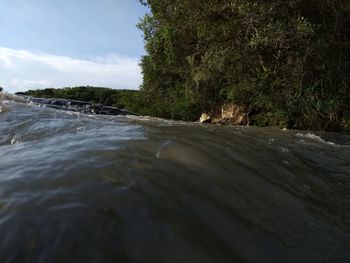 Surface level of river flowing amidst trees against sky