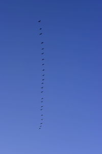 Birds flying in blue sky