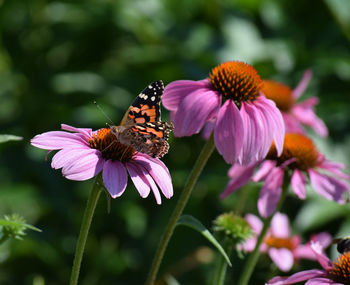 Close-up of butterfly on eastern purple coneflower during sunny day