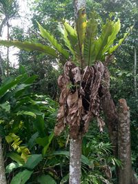 Close-up of plant growing on tree in forest